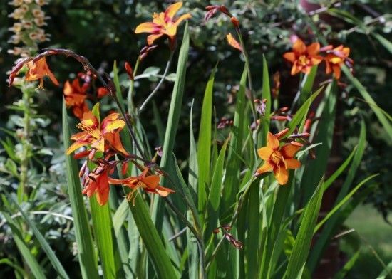  Crocosmia 'Emily Mckenzie