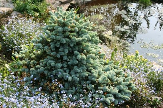 5 Picea pungens 'Globosa' (1280x853)