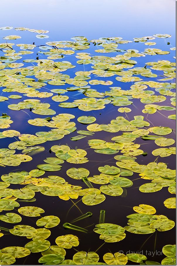 Pond covered in fresh, green lily pads, Northumberland, landscape, water, tips, photography, shooting, competiotion