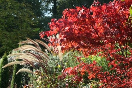 Acer and pennisetum