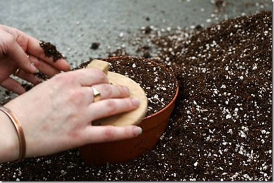 Seed Sowing, germination, proagation, How to Sow Seeds, Sowing Seeds, crocks, Pricking out, Windowsill propagation, 