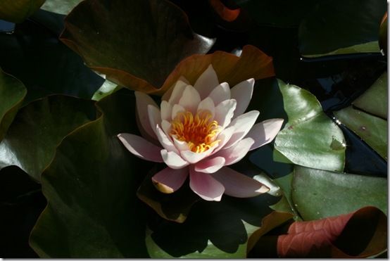 Nymphaea marliacea 'Rosea'