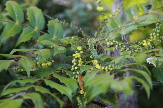 3 Mahonia japonica