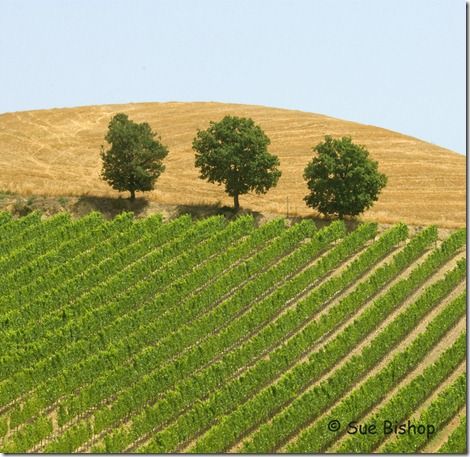 three trees and vines