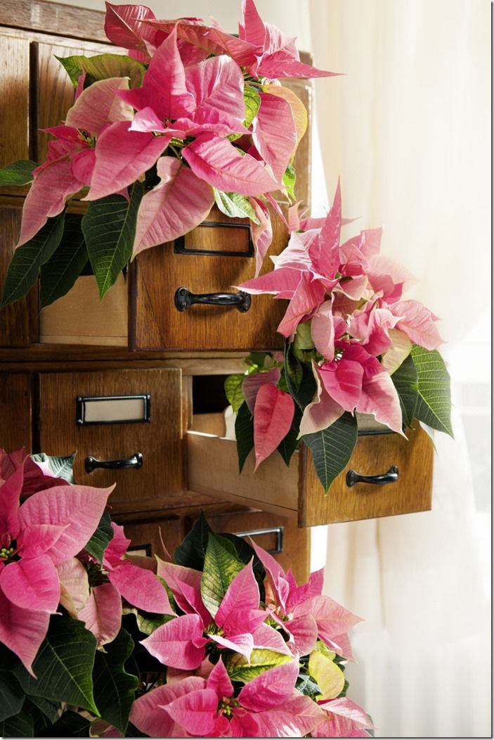 8 Pink poinsettias in drawers ov-dornrschen-2 (853x1280)