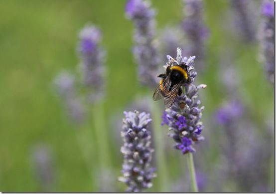 1Bumblebee on lavender