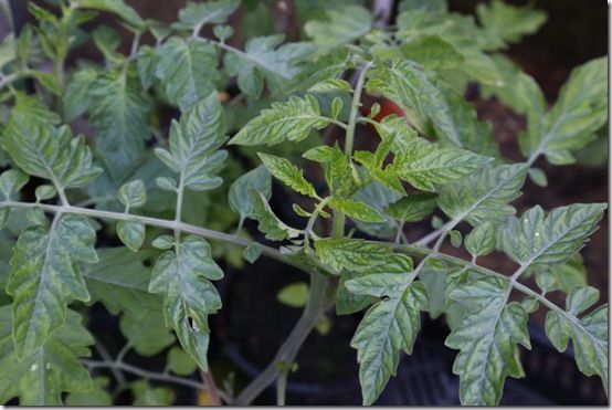 7 tomato 'Rosella' 