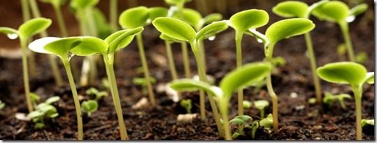 Seed Sowing, germination, proagation, How to Sow Seeds, Sowing Seeds, crocks, Pricking out, Windowsill propagation, 