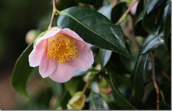 Camellia Suibijn'