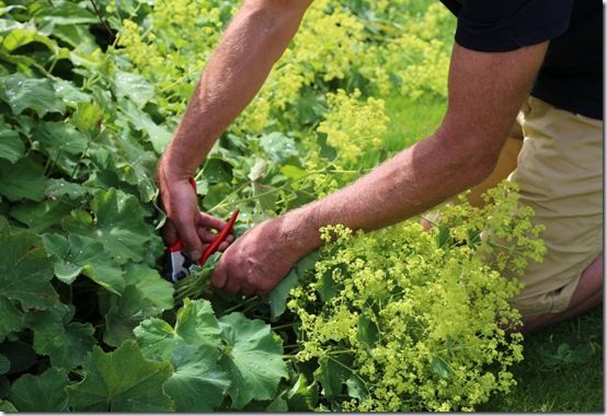 1 Cutting back alchemilla 