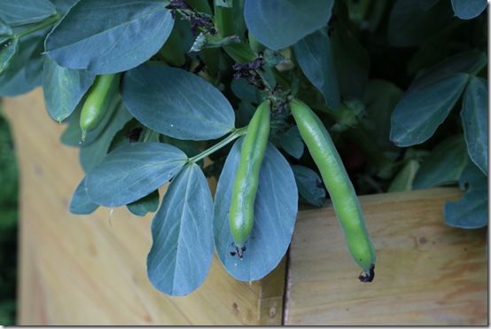 2 Broad beans ready to pick 