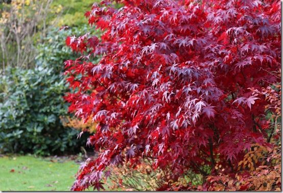 Acer palmatum 'Bloodgood'