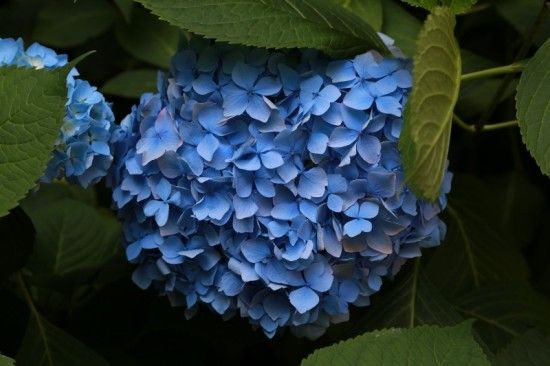 9 Blue Hydrangea (800x533)