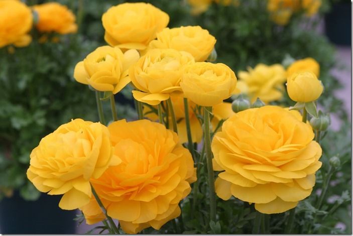 6 Ranunculus asiaticus