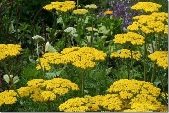 7 Acillea 'Gold plate', 10 Great Perennials To Grow For Cutting