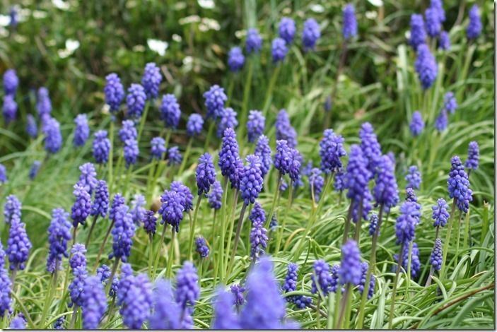 7 Muscari armen.