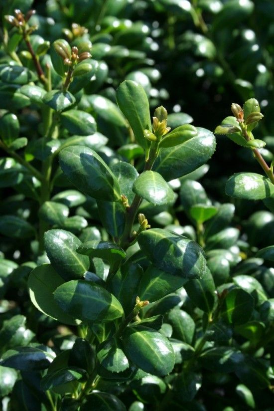 Ilex crenata 'Convexa' 