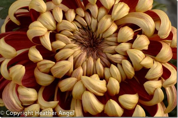 Chrysanthemum at flower show China