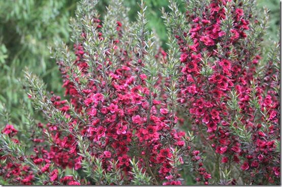 7 Leptospermum 'Red Damask' 