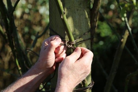 Tying in rambler roses