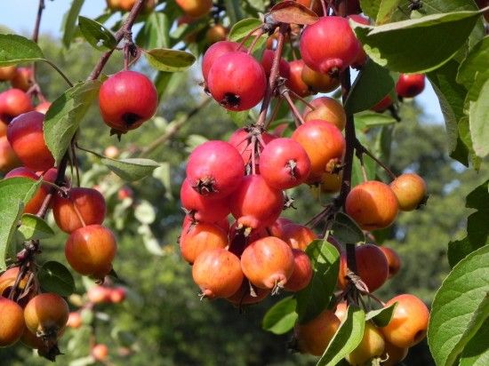  Malus 'Evereste'
