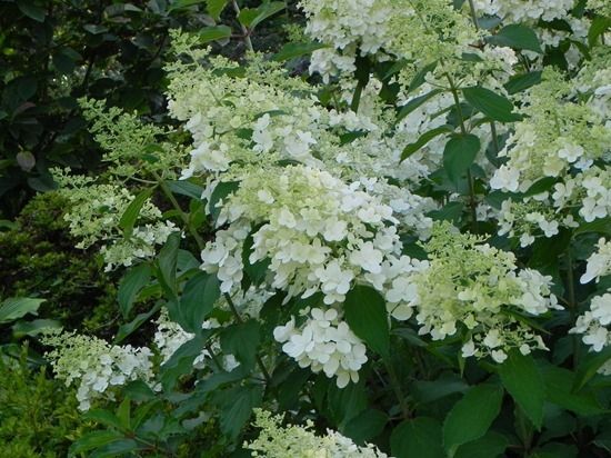 4 Hydrangea paniculata