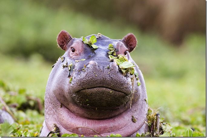 Hippo Masai Mara Kenya, Wildlife Photography, Safari, Photography, Okovango, Serengeti, David Tipling, Big Game, Safari Holiday, Travel Photography, travel photography Course, travel Photography class, Wildlife photography course, Wildlife photography class,