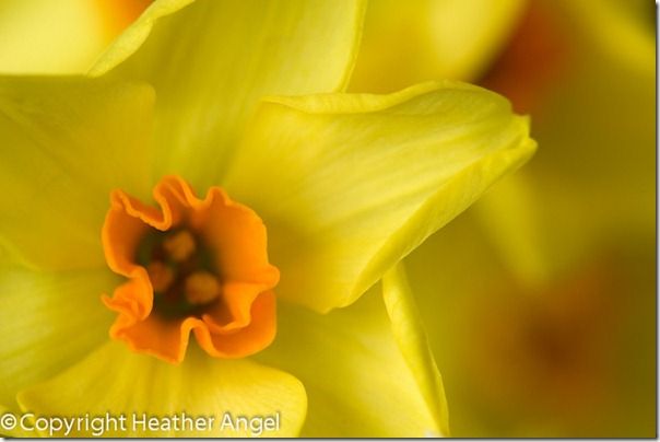 Detail of Narcissus flower at life size