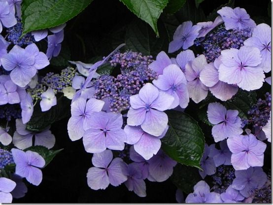 Hydrangea 'Blue Wave' 