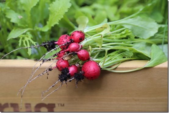 Radish Jolly