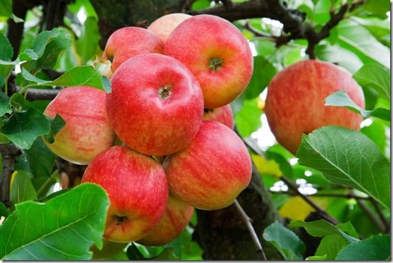 red apples on tree