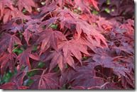 Acer palmatum 'Bloodgood'