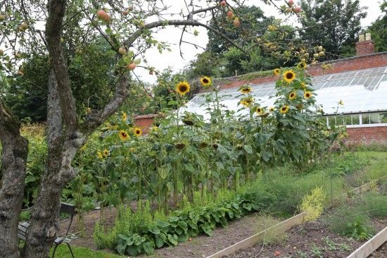 Sunflowers in the walled garden 