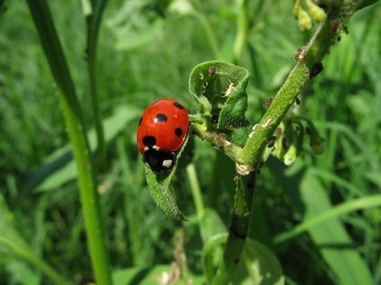 4 Ladybug with aphids (1280x960)