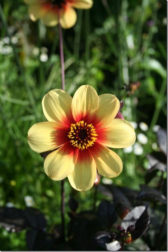 Dahlia 'Moonfire'