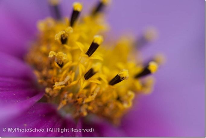 Depth of Field Explained, Understanding Deepth of Field, DOF, Aperture, 