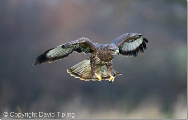 Common Buzzard Buteo buteo Glos UK winter