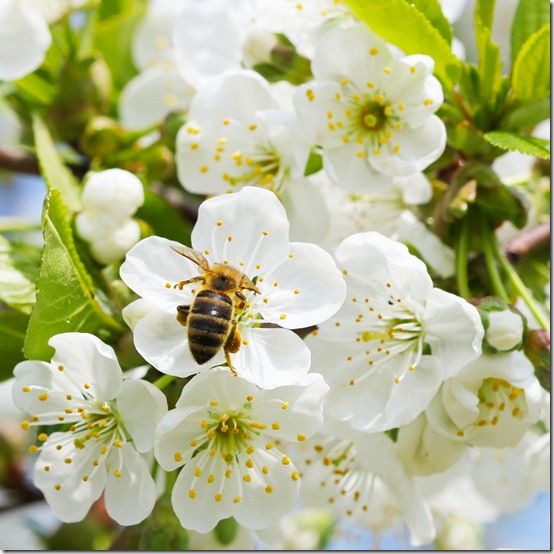 Biene in Apfelbaum Blüte