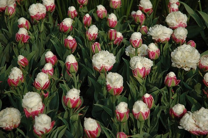 9 Tulipa 'Ice Cream