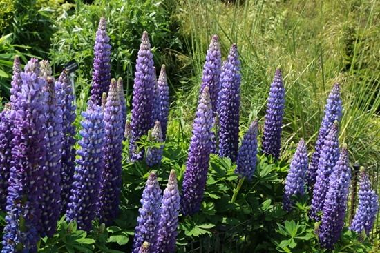 10  Lupinus 'Persian Slipper'