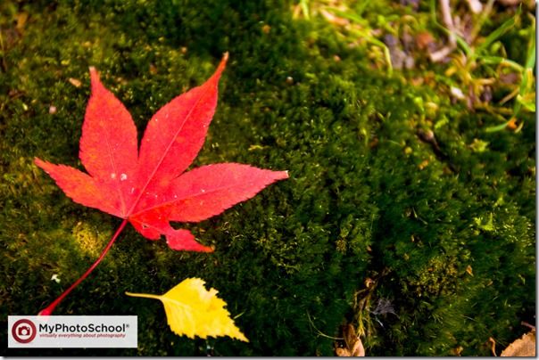 Autumn, clour, Colour, Fall, How to Photograph Autumn Colour, How to Photograph Fall Color, Leaves, tree, trees, Woodlland