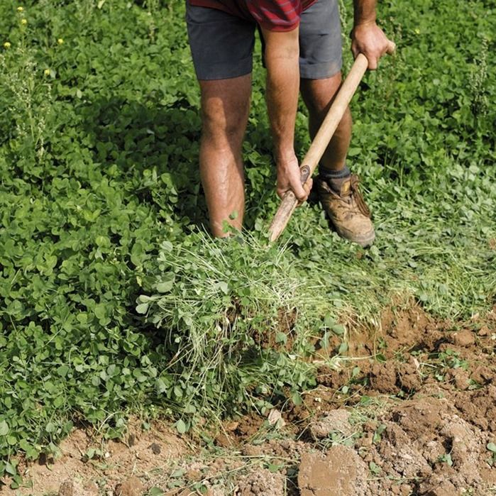 6 Digging in green manure