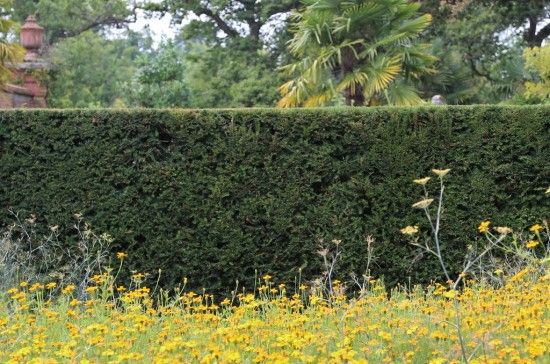 Yew hedge