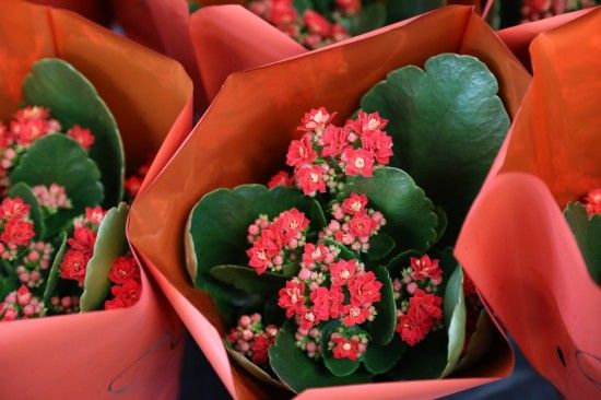Red kalanchoe