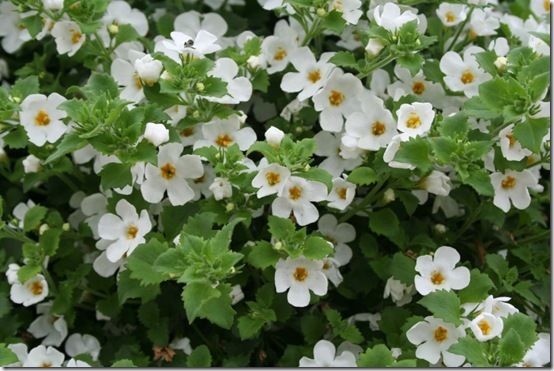 Bacopa