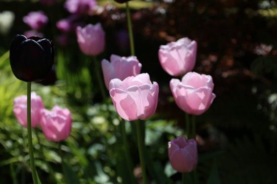Tulipa 'Pink Diamond'