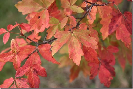 Acer griseum 