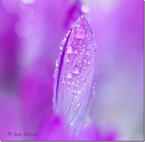 crocus with bokeh