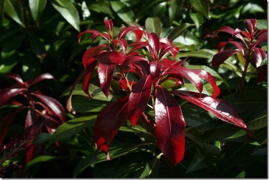 Pieris 'Katsura'