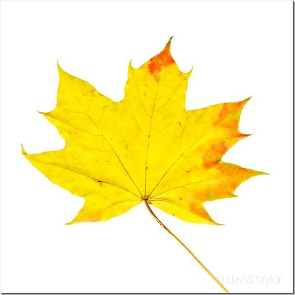 Yellowing sycamore tree leaf against a plain white background
<br>, scanography , How to Use Your Flatbed Scanner as a Digital Camera, flatbed scanner, scanner, Photography, photographs, digital image, imaging, How to Use a Scanner To Make Images, photography using a scanner, photography using a flatbed scanner